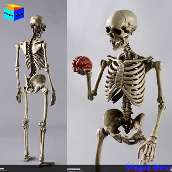 COOMODEL BS011 1/6 Ľudského Skeletu Veľmi Pohyblivé Kovové Telo Model 12