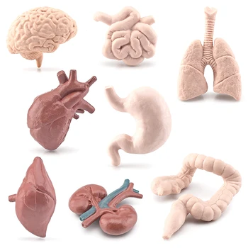 Mini Ľudských Orgánov Model Simulácie Vedy Mozgu, Srdca, Pľúc, Pečene, Tenkého Čreva, Hrubého Čreva, Dekoračné Figúrky